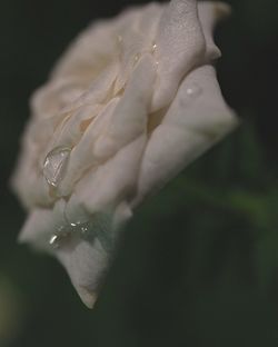 Close-up of water drops on rose