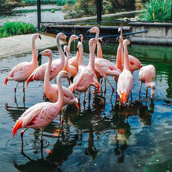 Flamingos in lake