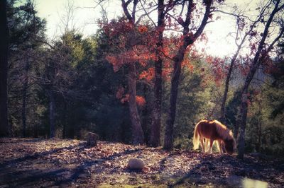 Trees in forest