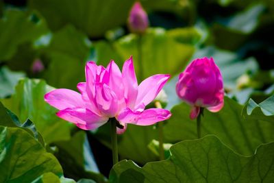 Close-up of pink flowers