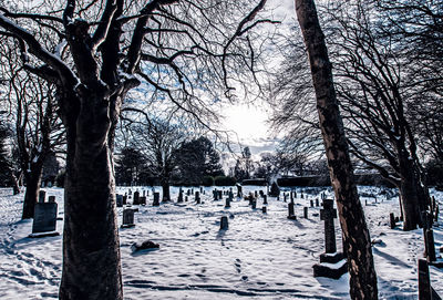 Snow covered trees in cemetery