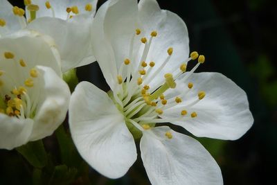 Close-up of white flower