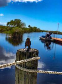 Bird perching on wooden post in lake