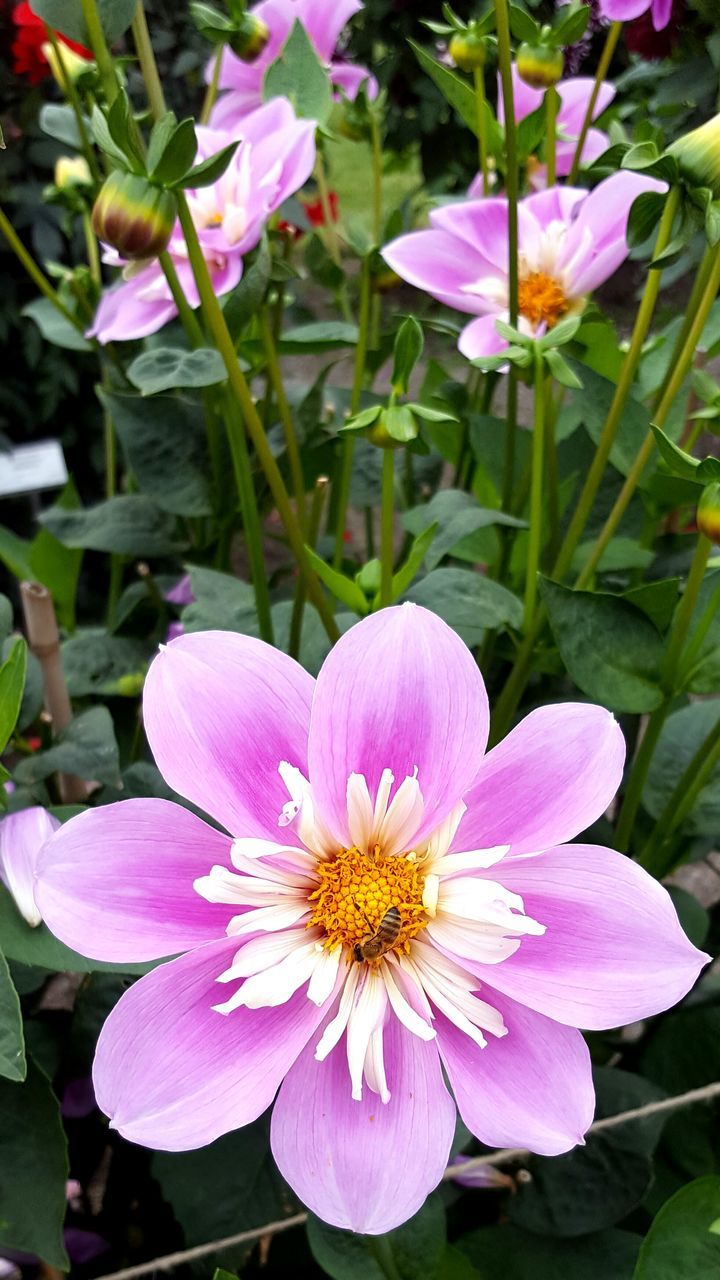 CLOSE-UP OF PURPLE FLOWERS