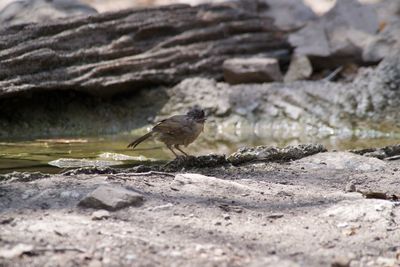 Bird perching on rock