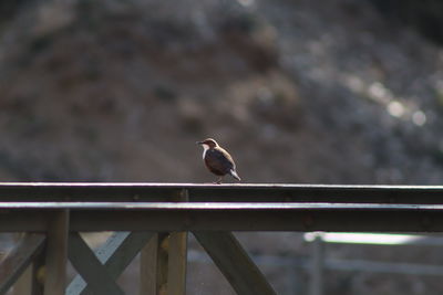 Bird perching on railing