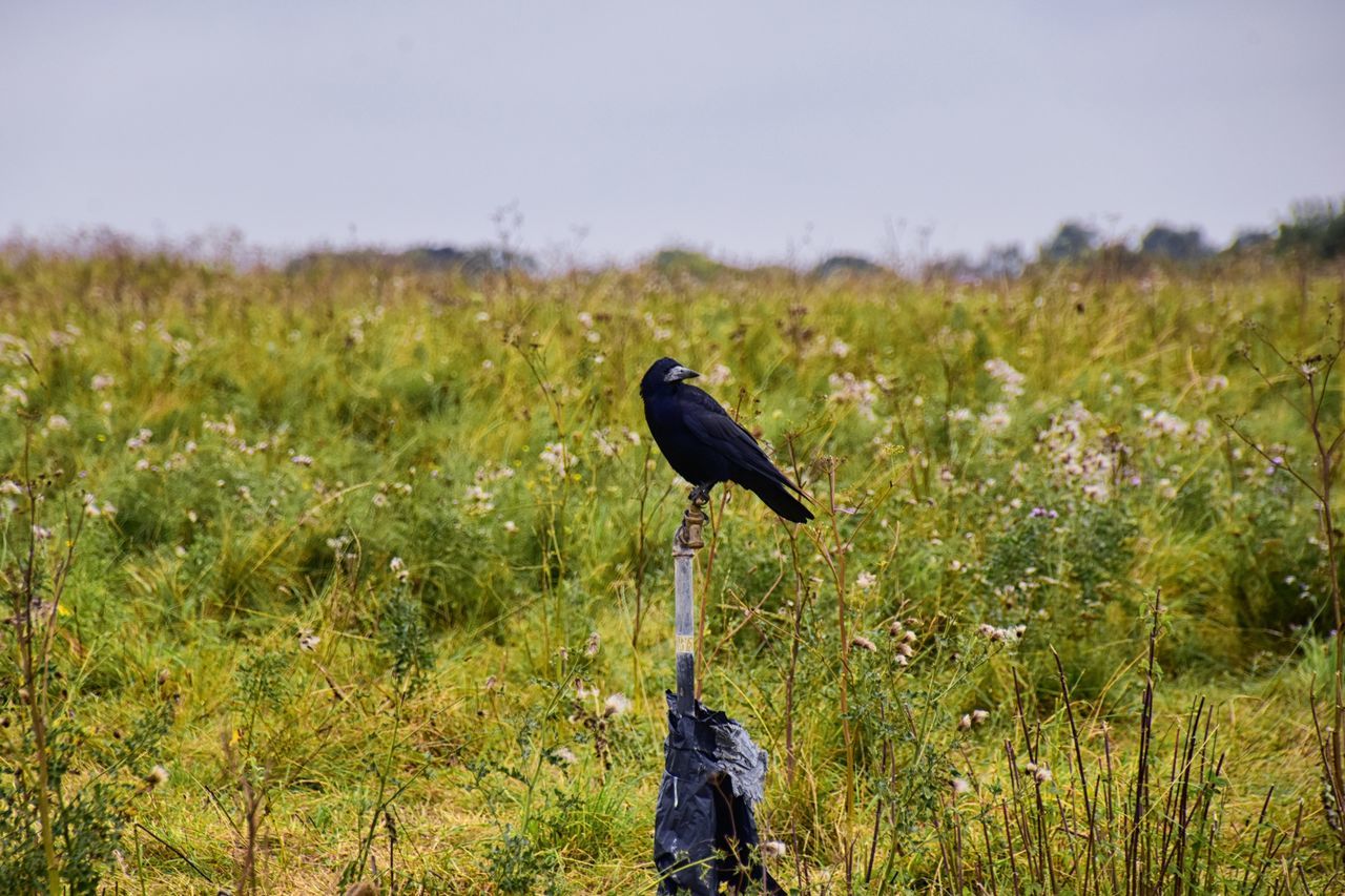 animal themes, animal, animal wildlife, bird, wildlife, plant, grass, one animal, nature, wetland, no people, perching, prairie, ciconiiformes, day, stork, outdoors, land, sky, full length, environment, field, landscape, natural environment, green, meadow, beauty in nature, side view
