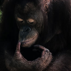 Close-up of a monkey