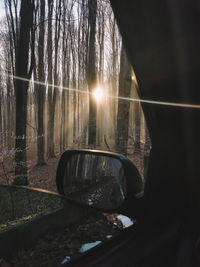 View of illuminated trees in forest