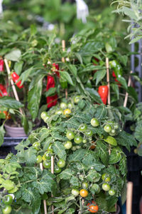 Close-up of cherries on plant