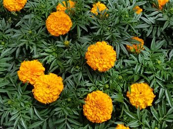 Close-up of marigold flowers blooming outdoors