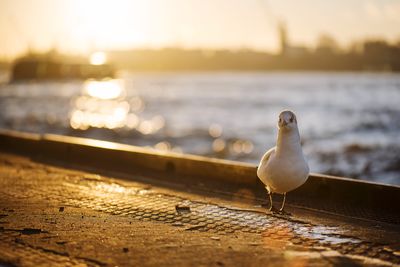 Close-up of seagull perching on railing against sea