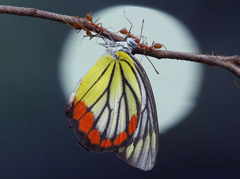 Close-up of butterfly on leaf