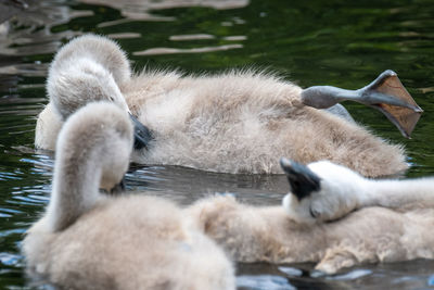 View of two swans swimming on lake