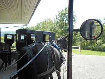 Horse cart by trees against sky