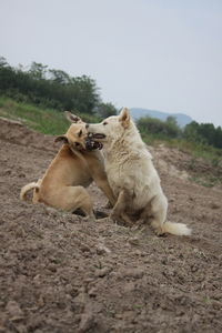 View of two dogs on land