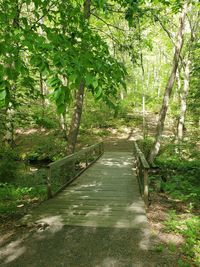 Footpath amidst trees in forest