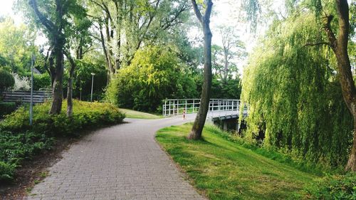 Empty footpath amidst trees