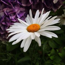 Close-up of flowers blooming outdoors