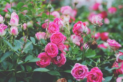 Close-up of pink roses blooming outdoors