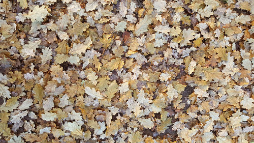 Full frame shot of yellow autumn leaves