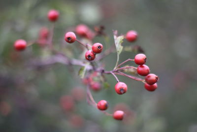 Close-up of red berries growing on tree