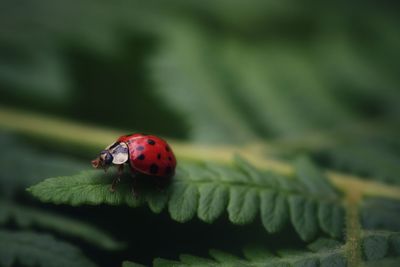 Close-up of ladybug on leaf