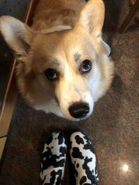 High angle portrait of dog relaxing at home