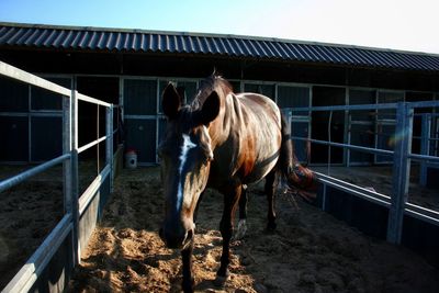 Horse in stable