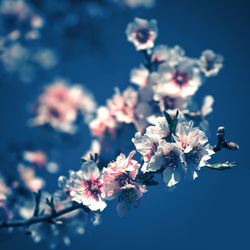 Close-up of cherry blossom against blue sky