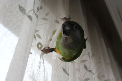 Close-up of a young man holding bird at home