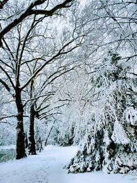 Bare trees on snow covered landscape