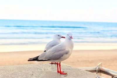 Close-up of seagull perching on beach against clear sky