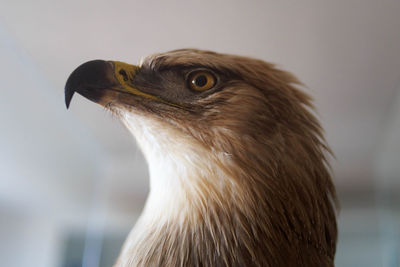 Close-up of eagle against blurred background