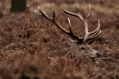 Stag in field