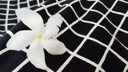 Close-up of white flowers