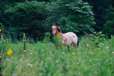 Horse standing in a field