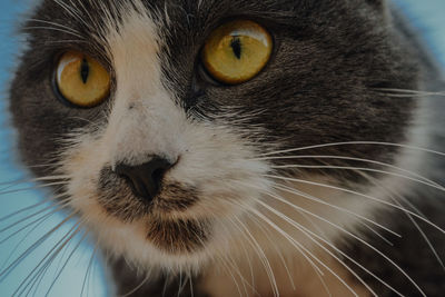 Close-up of cat