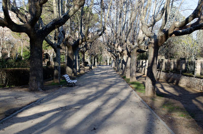 Trees in park