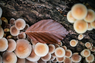 Close-up of mushrooms growing on tree