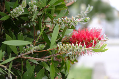 Close-up of red flowering plant