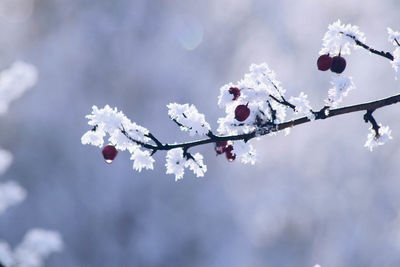 Low angle view of cherry blossoms in spring