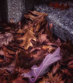 High angle view of dry leaves on field