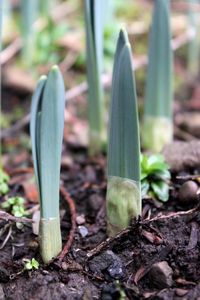 Close-up of plant growing outdoors