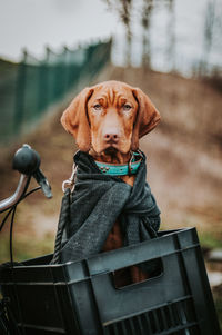 Portrait of dog sitting outdoors