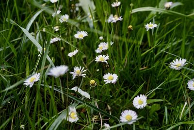 Close-up of white flowering plants on field