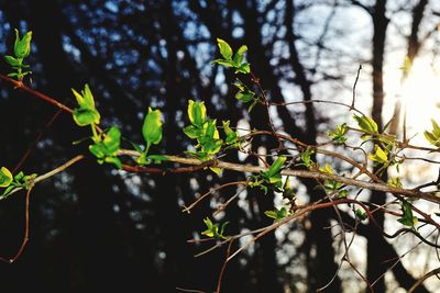 Close-up of plant growing on tree