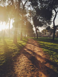 Sun shining through trees in park