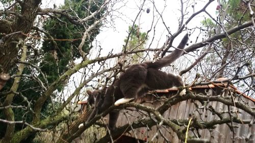 Low angle view of squirrel on tree