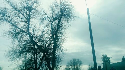 Low angle view of trees against sky